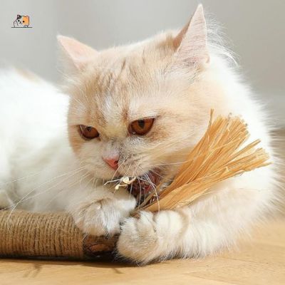 baton-pour-chat-matatabi