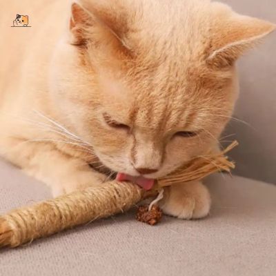 Baton-pour-chat-roux