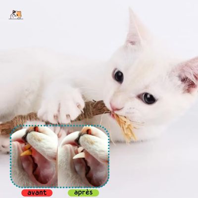 Bâton pour chat | Matatabi™ - MONCHAPINOU