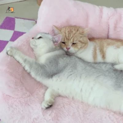 Canapé pour chat | Cocooning™ - MONCHAPINOU