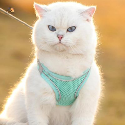 Harnais chat anti - fugue | Freshy™ - MONCHAPINOU
