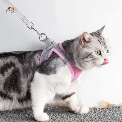 Harnais chat anti - fugue | Freshy™ - MONCHAPINOU