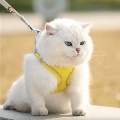 Harnais chat anti - fugue | Freshy™ - MONCHAPINOU