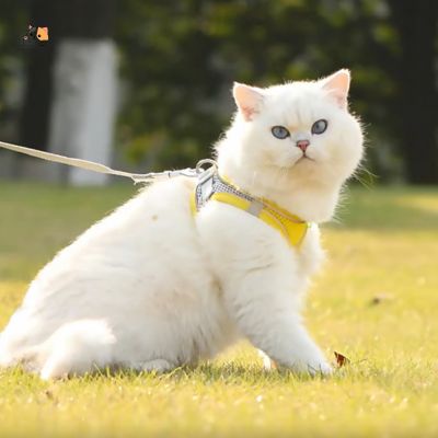 Harnais chat anti - fugue | Freshy™ - MONCHAPINOU