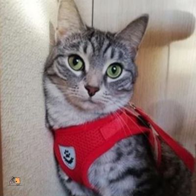 Harnais chat anti-fugue | Softsecureâą - MONCHAPINOU
