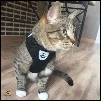 Harnais chat anti-fugue | Softsecureâą - MONCHAPINOU