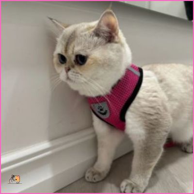 Harnais chat anti-fugue | Softsecureâą - MONCHAPINOU