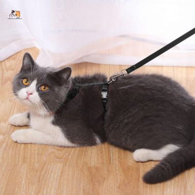 Harnais chat | Plum™ - MONCHAPINOU