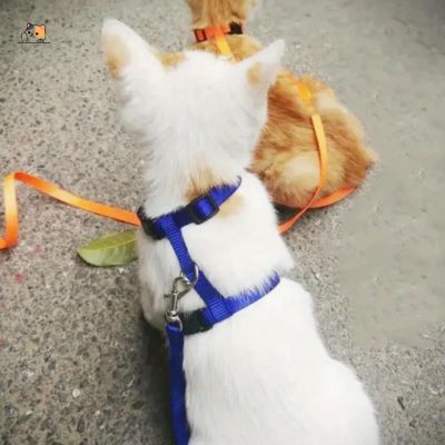 Harnais chat | Plum™ - MONCHAPINOU
