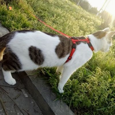 Harnais chat | Plum™ - MONCHAPINOU