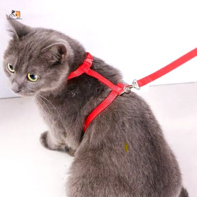 Harnais chat | Plum™ - MONCHAPINOU
