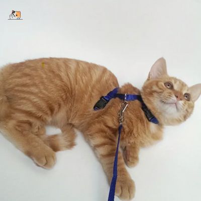 Harnais chat | Plum™ - MONCHAPINOU