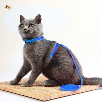 Harnais chat | Plum™ - MONCHAPINOU