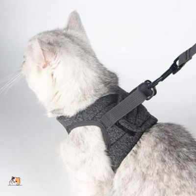 Harnais pour chat | d'affairesâą - MONCHAPINOU