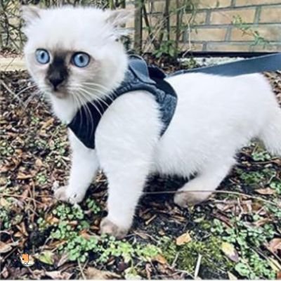 Harnais pour chat | d'affairesâą - MONCHAPINOU