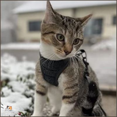 Harnais pour chat | d'affairesâą - MONCHAPINOU
