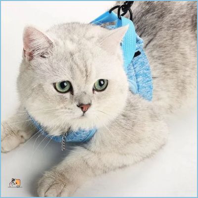 Harnais pour chat | d'affairesâą - MONCHAPINOU