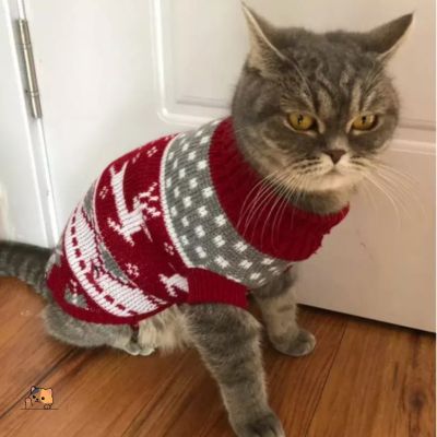 Pull-chat-rouge