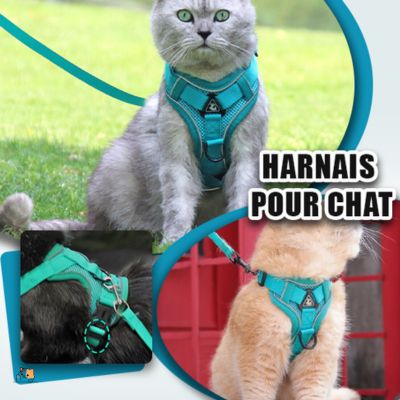 harnais-chat-anti-fugue-bleu