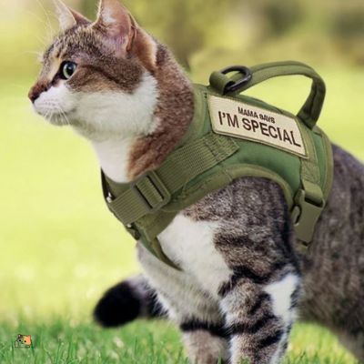 harnais-chat-militaire