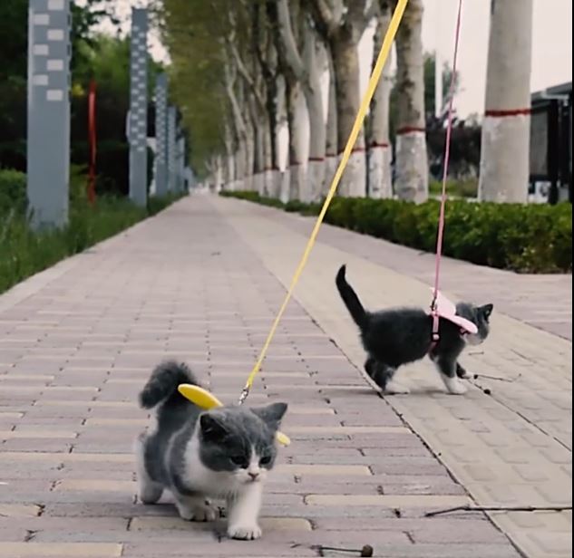 harnais-chat-promenade