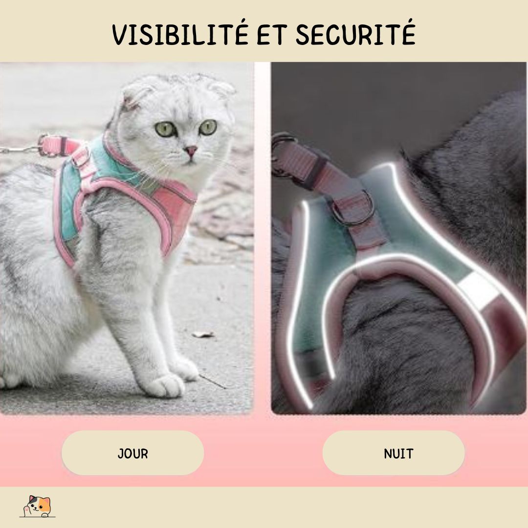 harnais-chat-sécurité