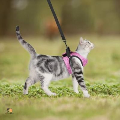 Harnais pour chat | d'affaires™ - MONCHAPINOU