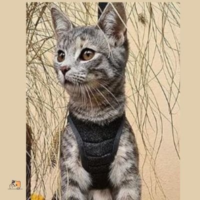 Harnais pour chat | d'affaires™ - MONCHAPINOU