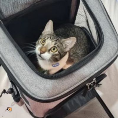 Sac à dos pour chat | Aventuriers™ - MONCHAPINOU