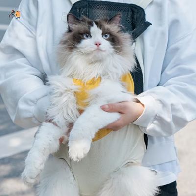 Sac Transport Chat | CompliceCat™ - MONCHAPINOU